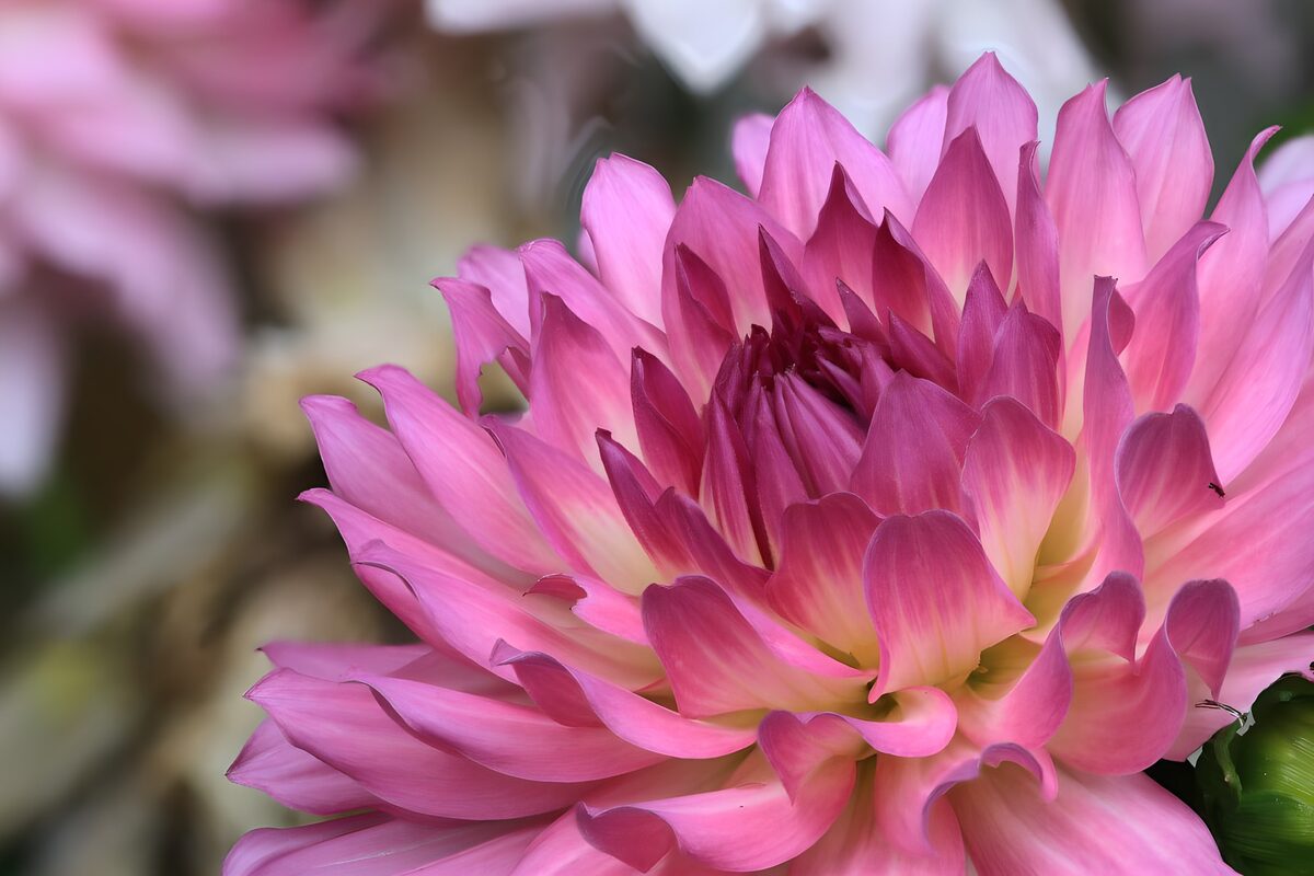 Dalia rosa in primo piano, luce morbida
