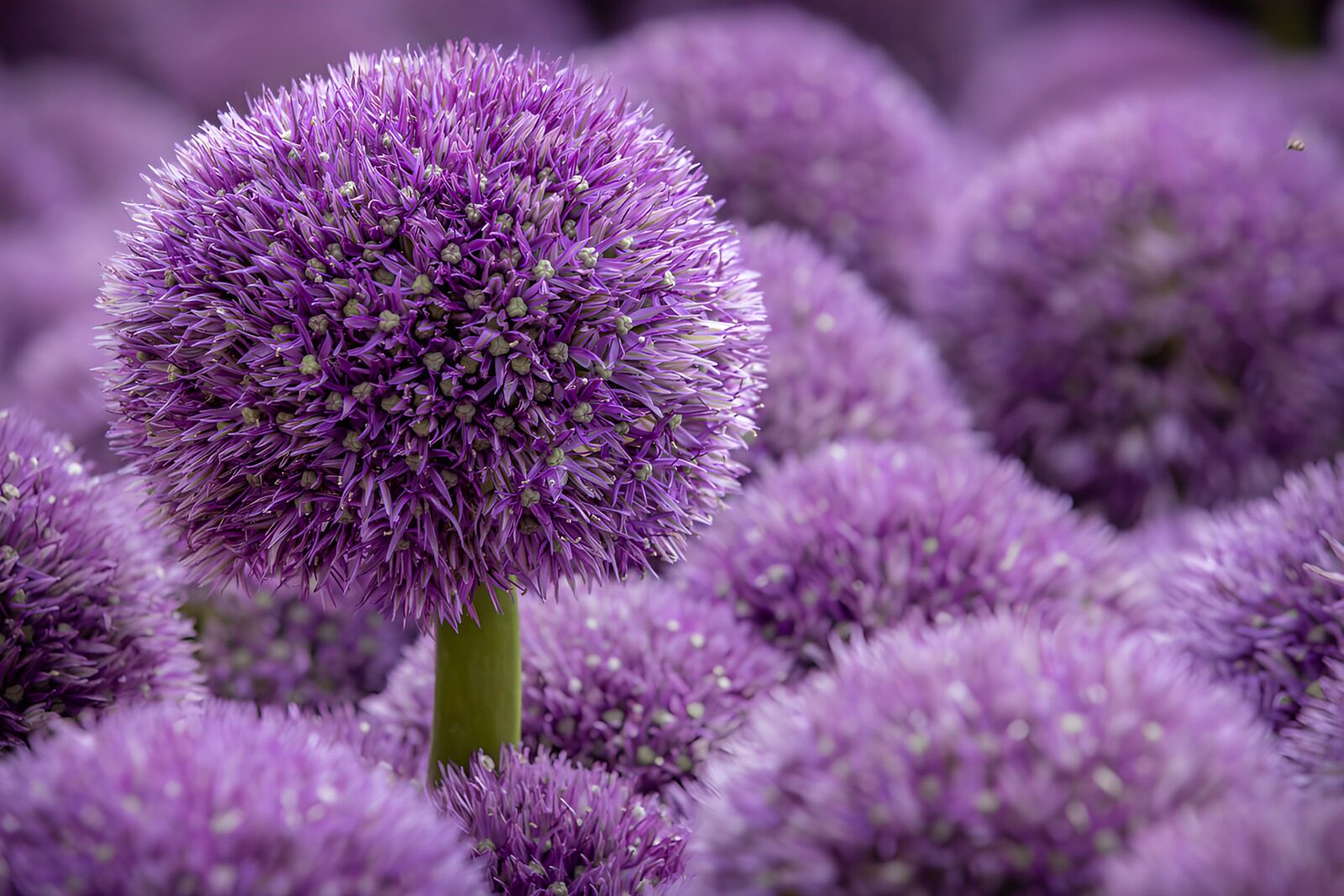 PDGIT5954059: Allium viola tra fiori sfocati