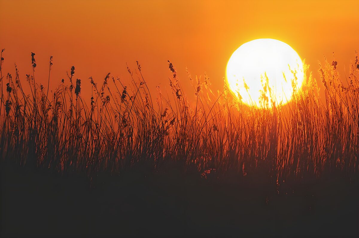 PDGIT4968521: Sole al tramonto tra le erbe alte