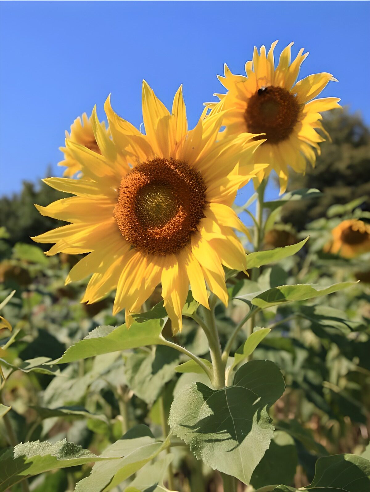 PDGIT2712232: Girasoli, un’estate che guarda in alto