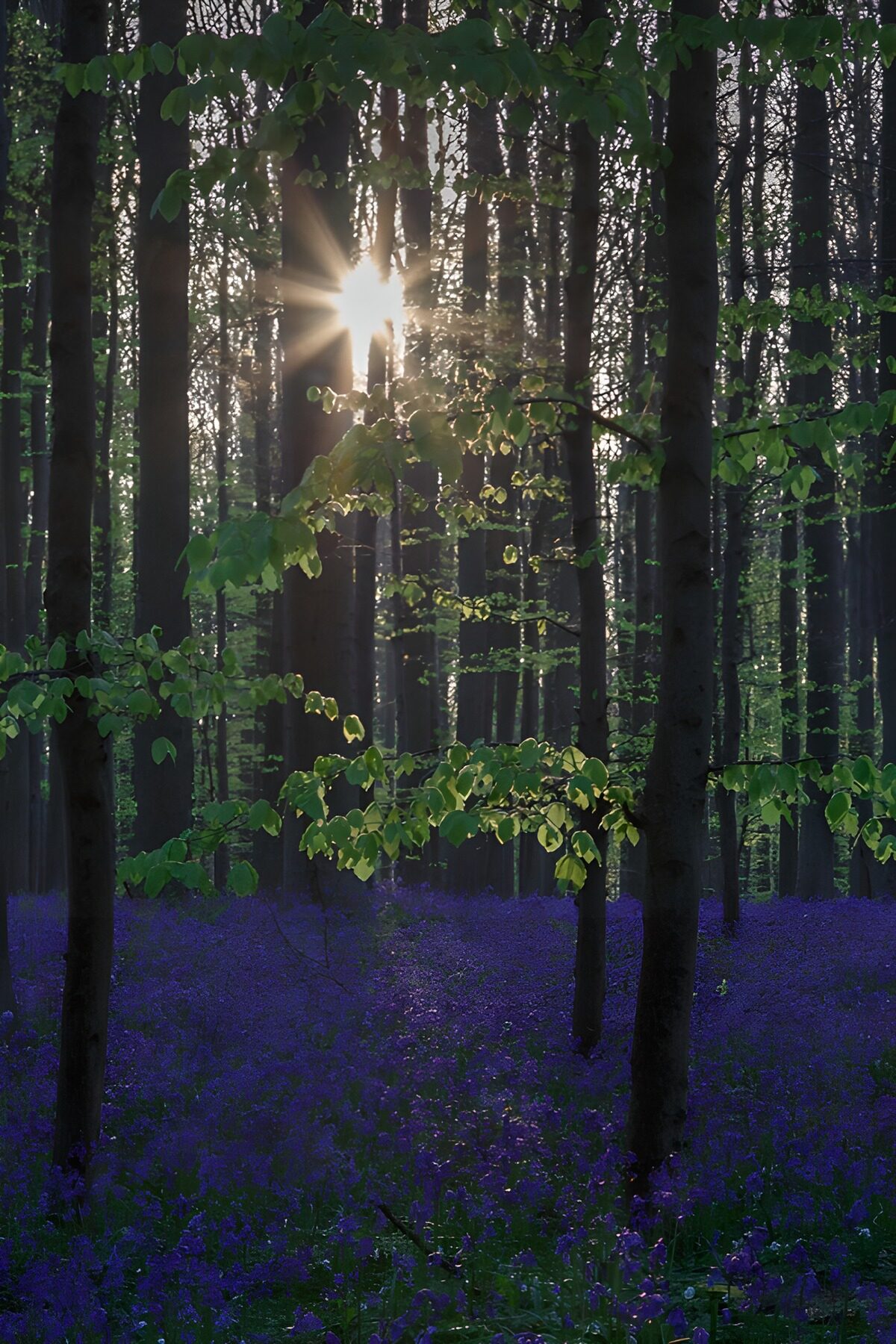 PDGIT2427391: Bosco di fiori blu al sole di primavera