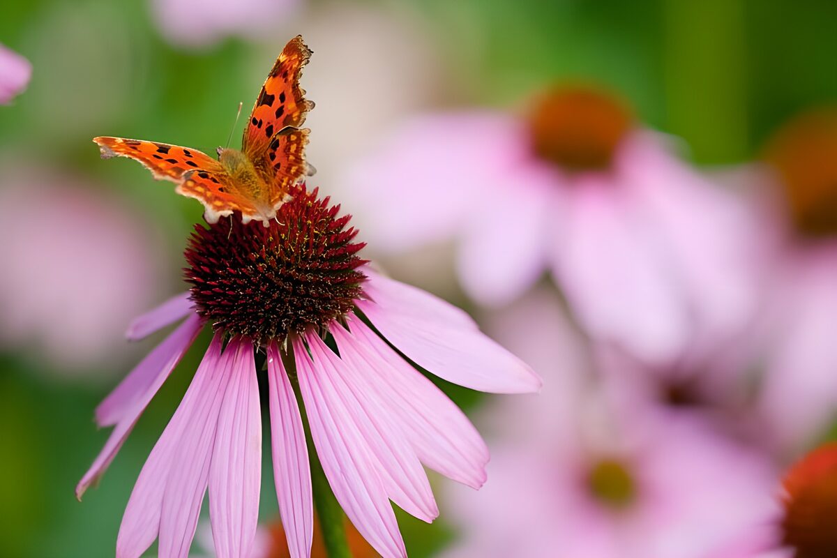 PDGIT9344545: Farfalla arancione su echinacea rosa