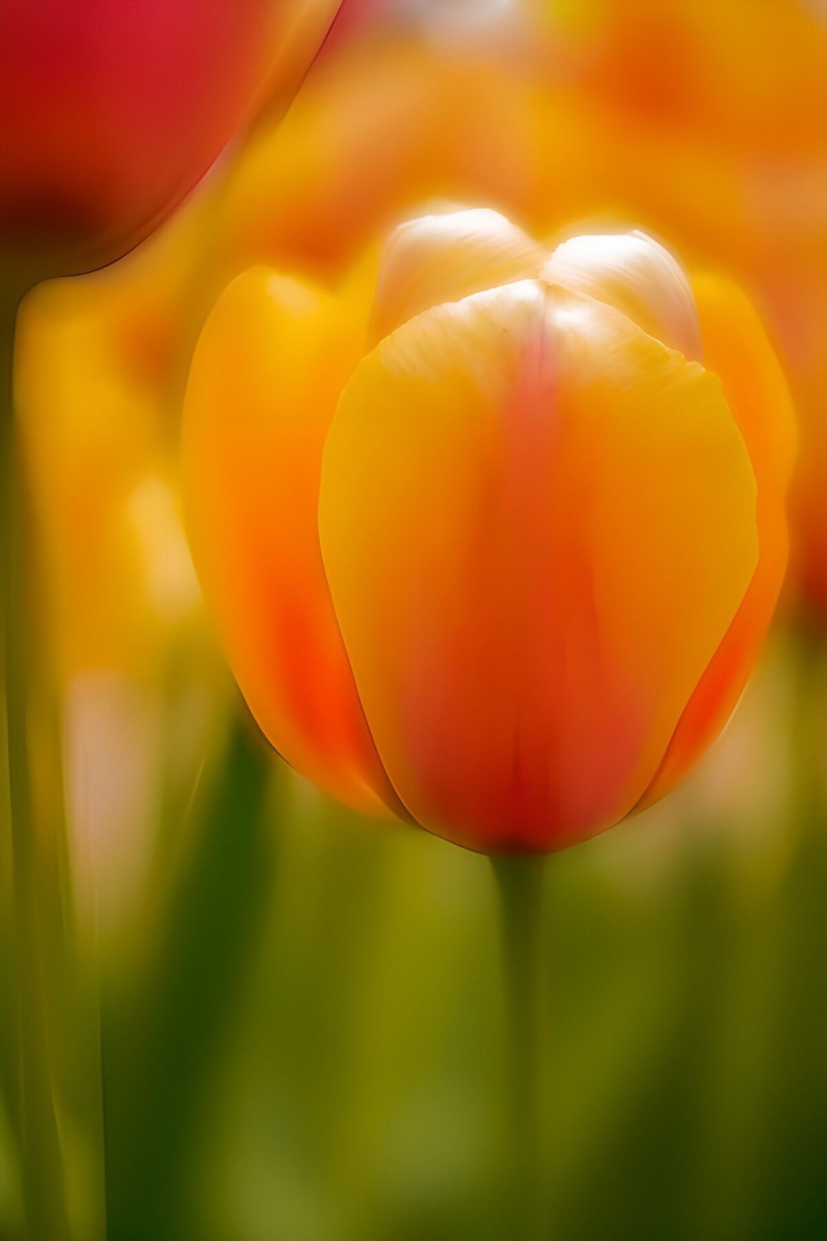 PDGIT5710078: Tulipano arancione e giallo in luce