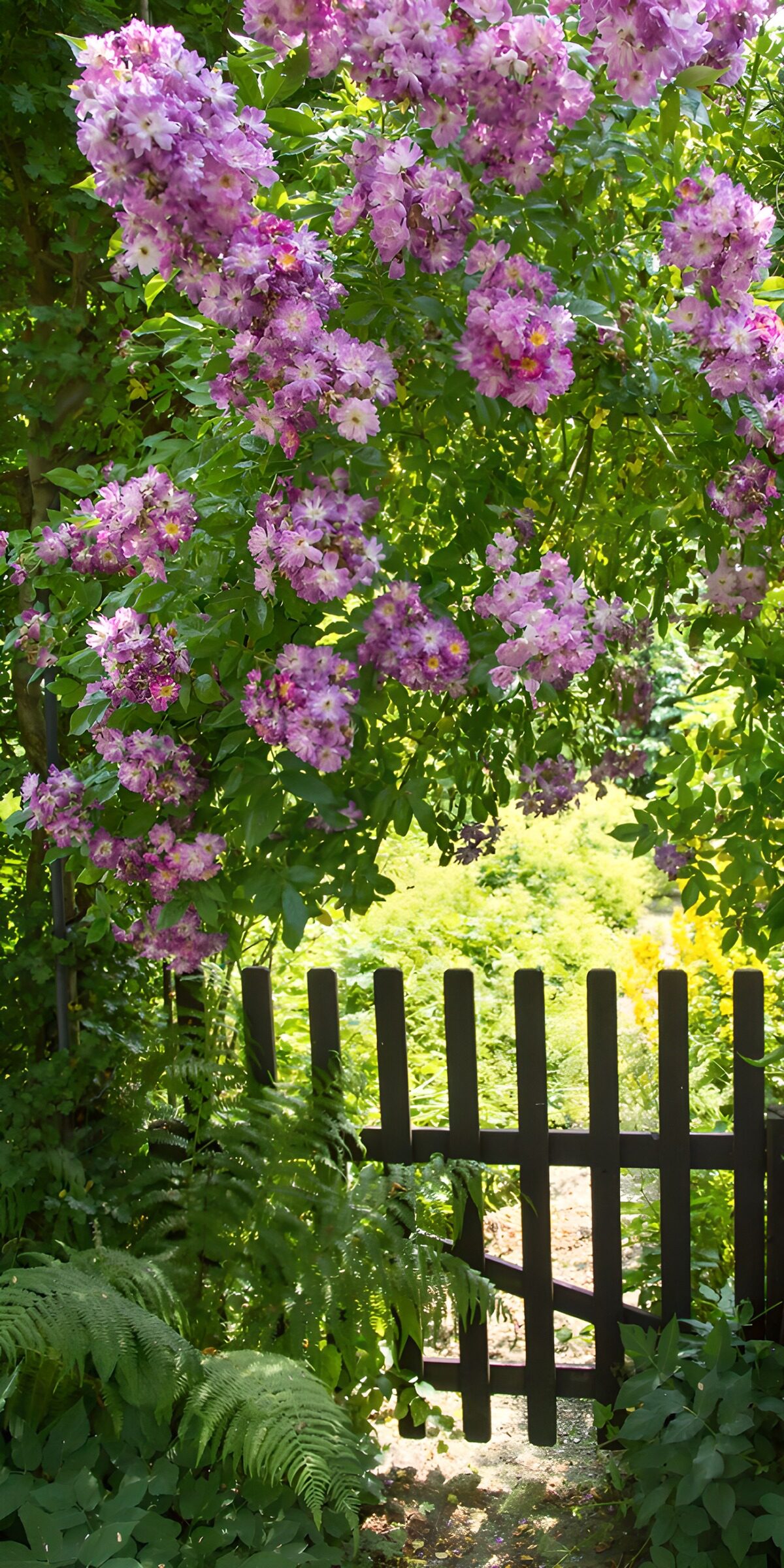 PDGIT2160968: Cancello in legno tra fiori e ombre