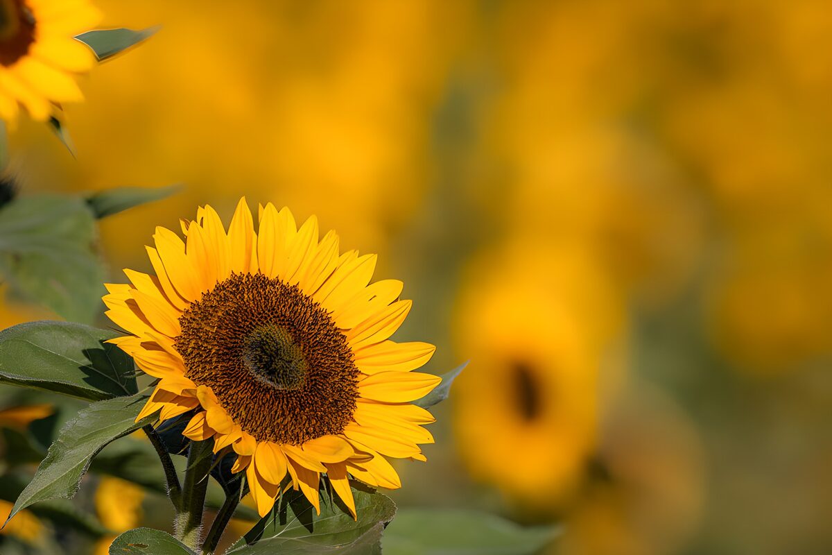 PDGIT5067385: Girasole in posa, gli altri fanno da sfondo