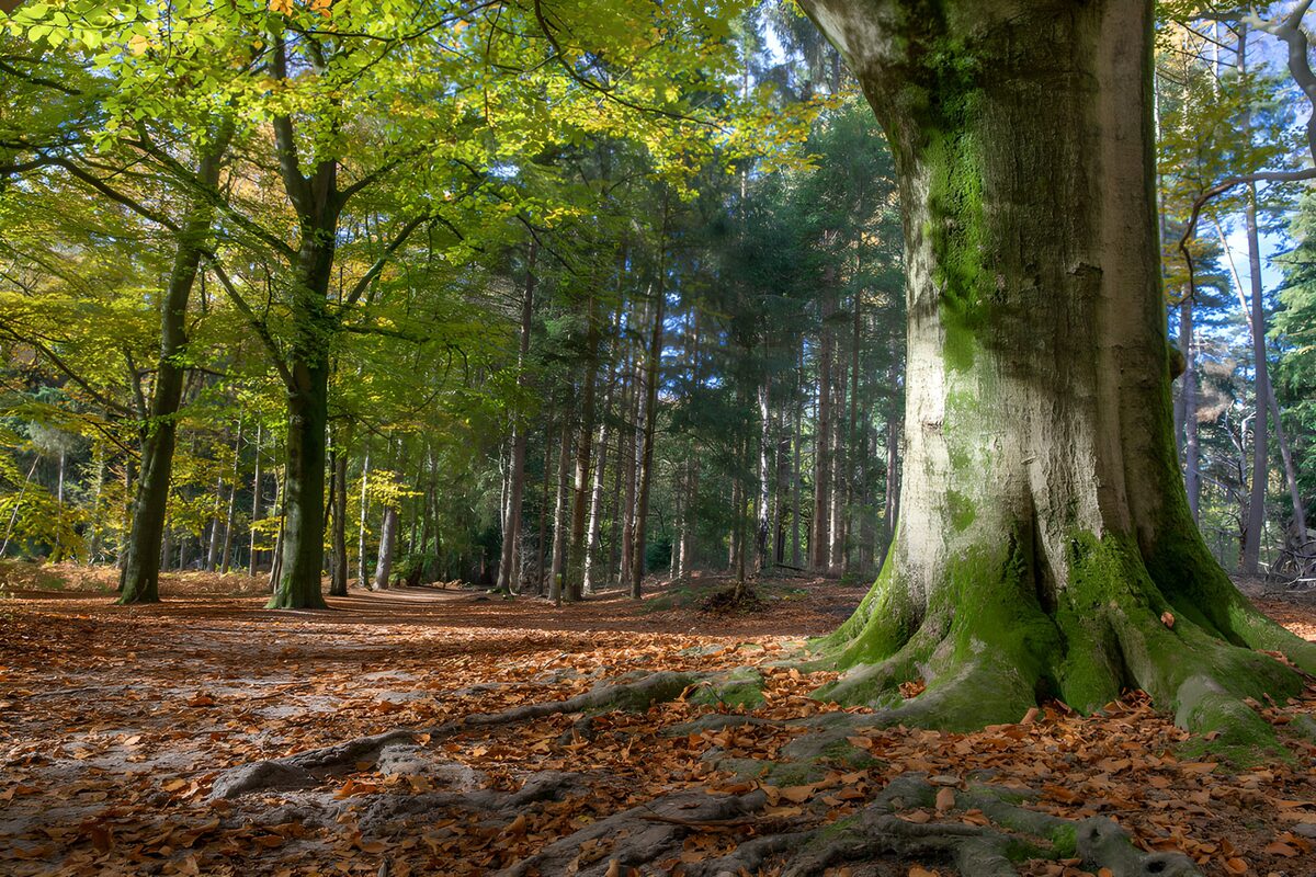 Tronco e radici nel bosco d’autunno