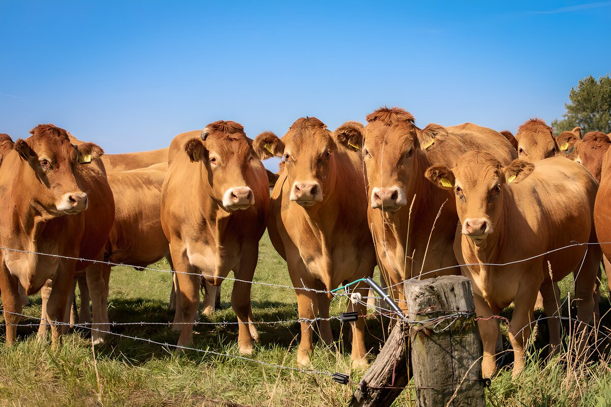 PDGIT9861272: Bovini al pascolo, sguardi curiosi