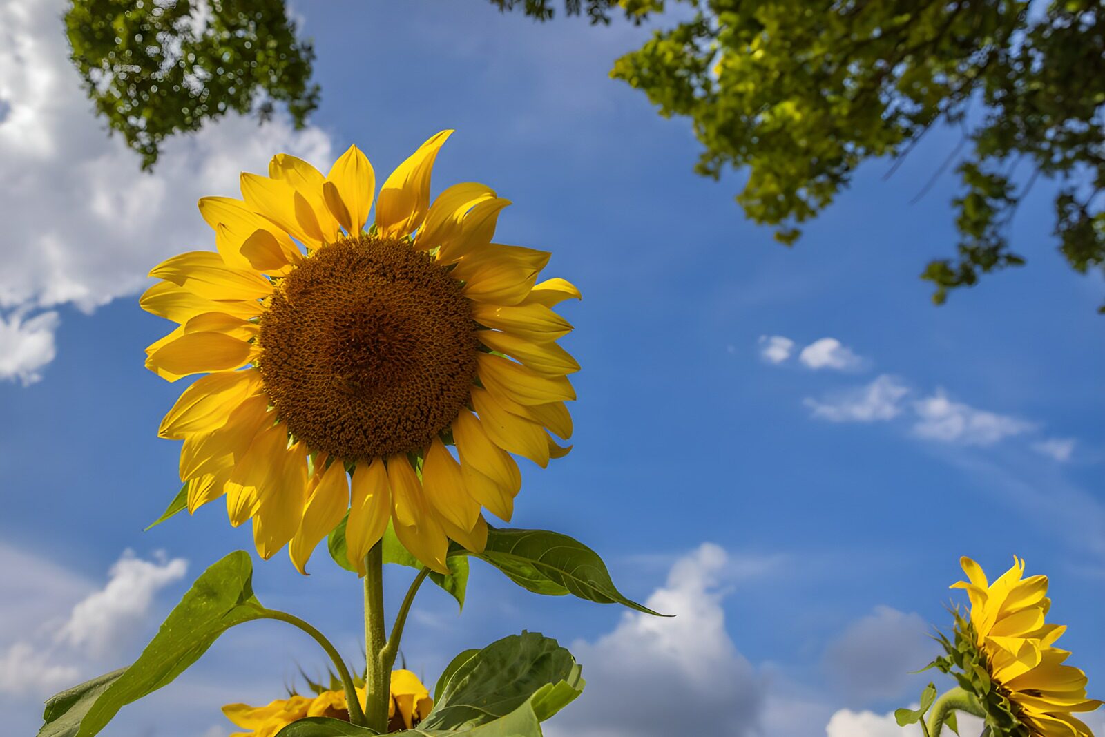 PDGIT6520850: Girasoli dal basso tra cielo e nuvole