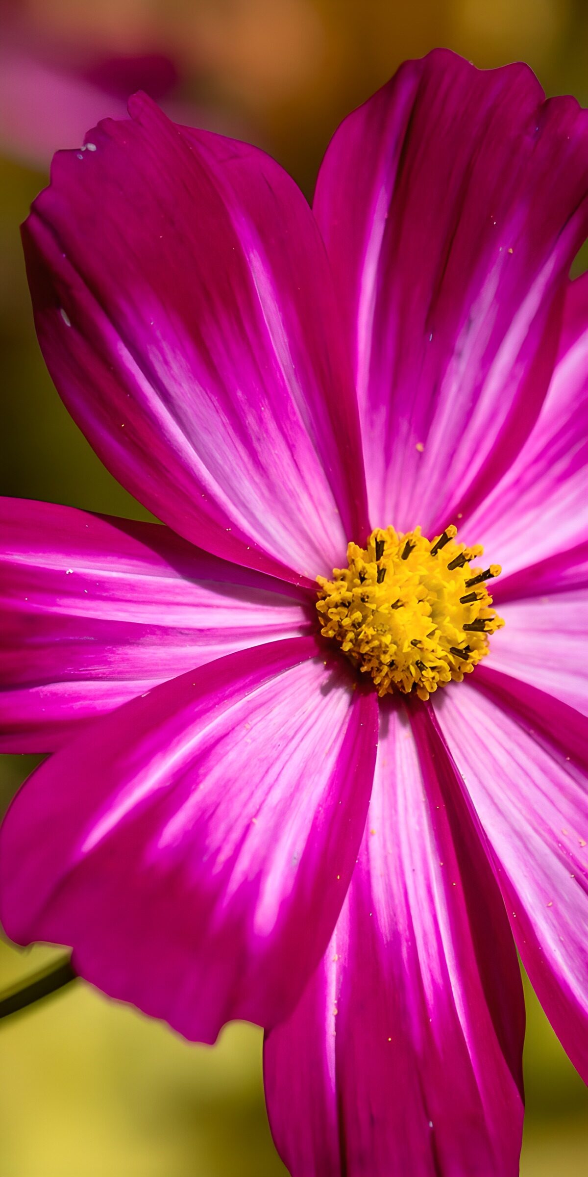 PDGIT8142296: Cosmo rosa in piena luce