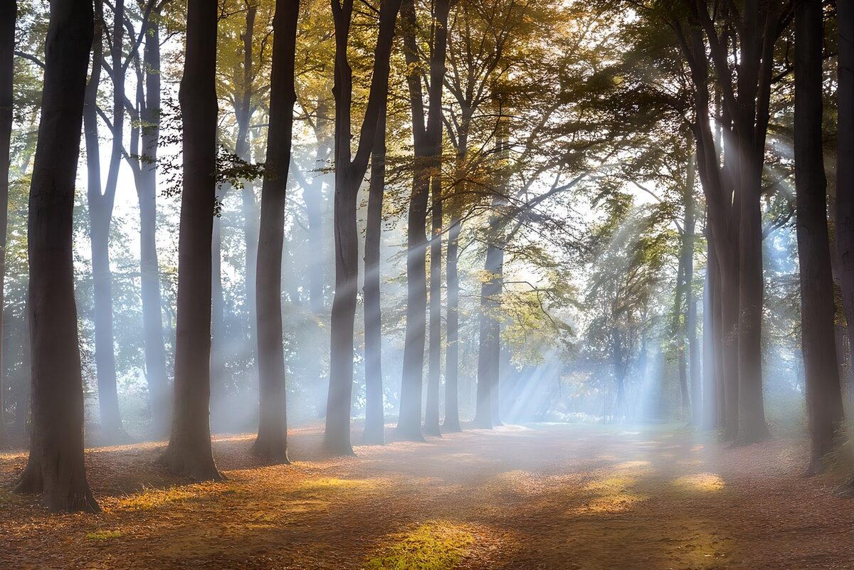 PDGIT8577908: Sentiero d’autunno tra sole e foschia
