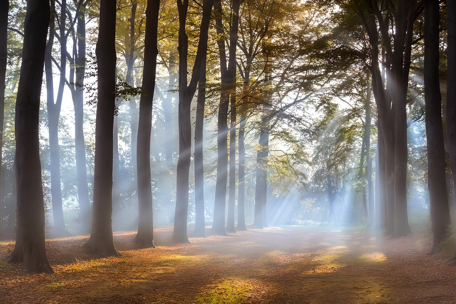 PDGIT8577908: Sentiero d’autunno tra sole e foschia