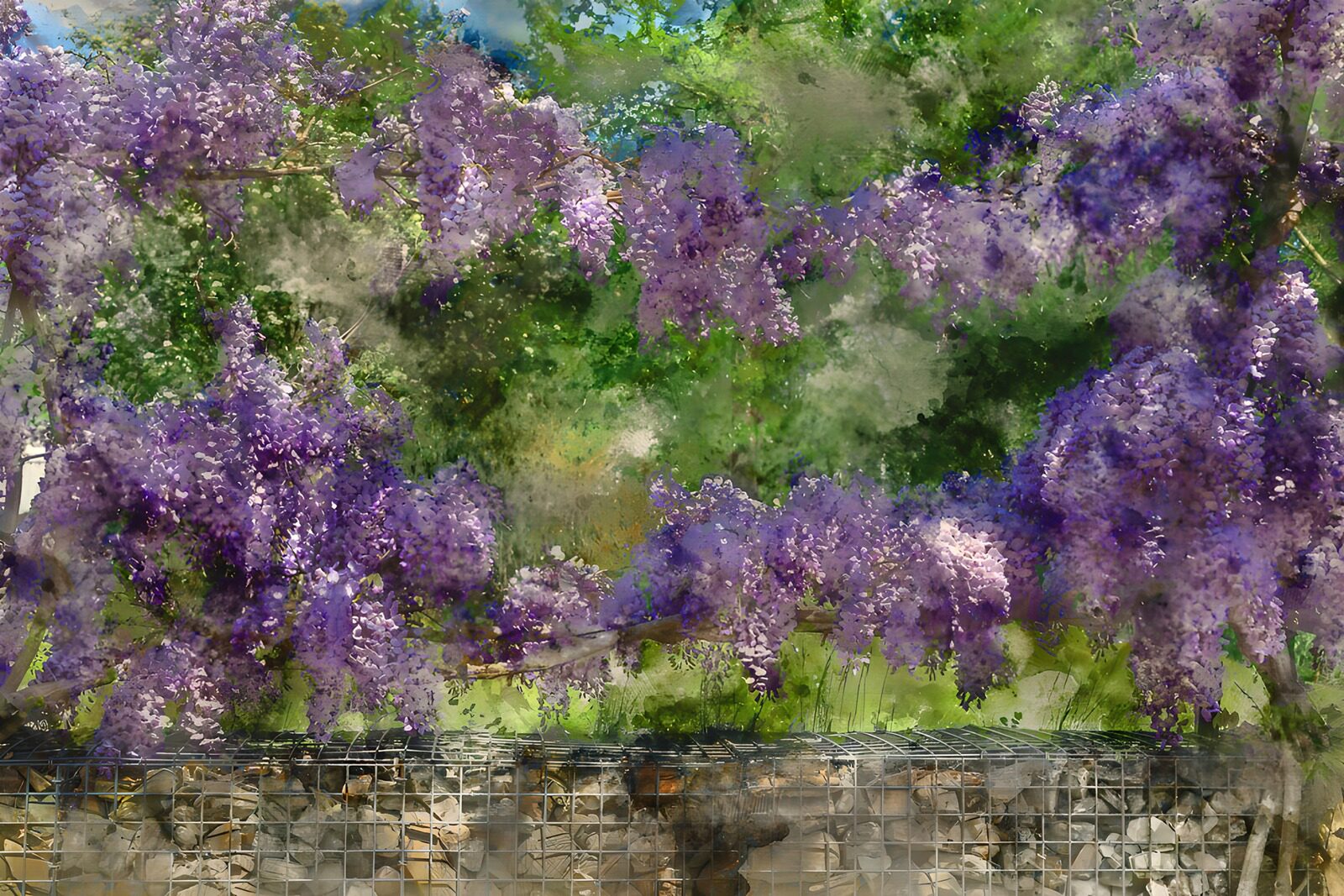 PDGIT5978290: Glicine in fiore tra verde e pietre
