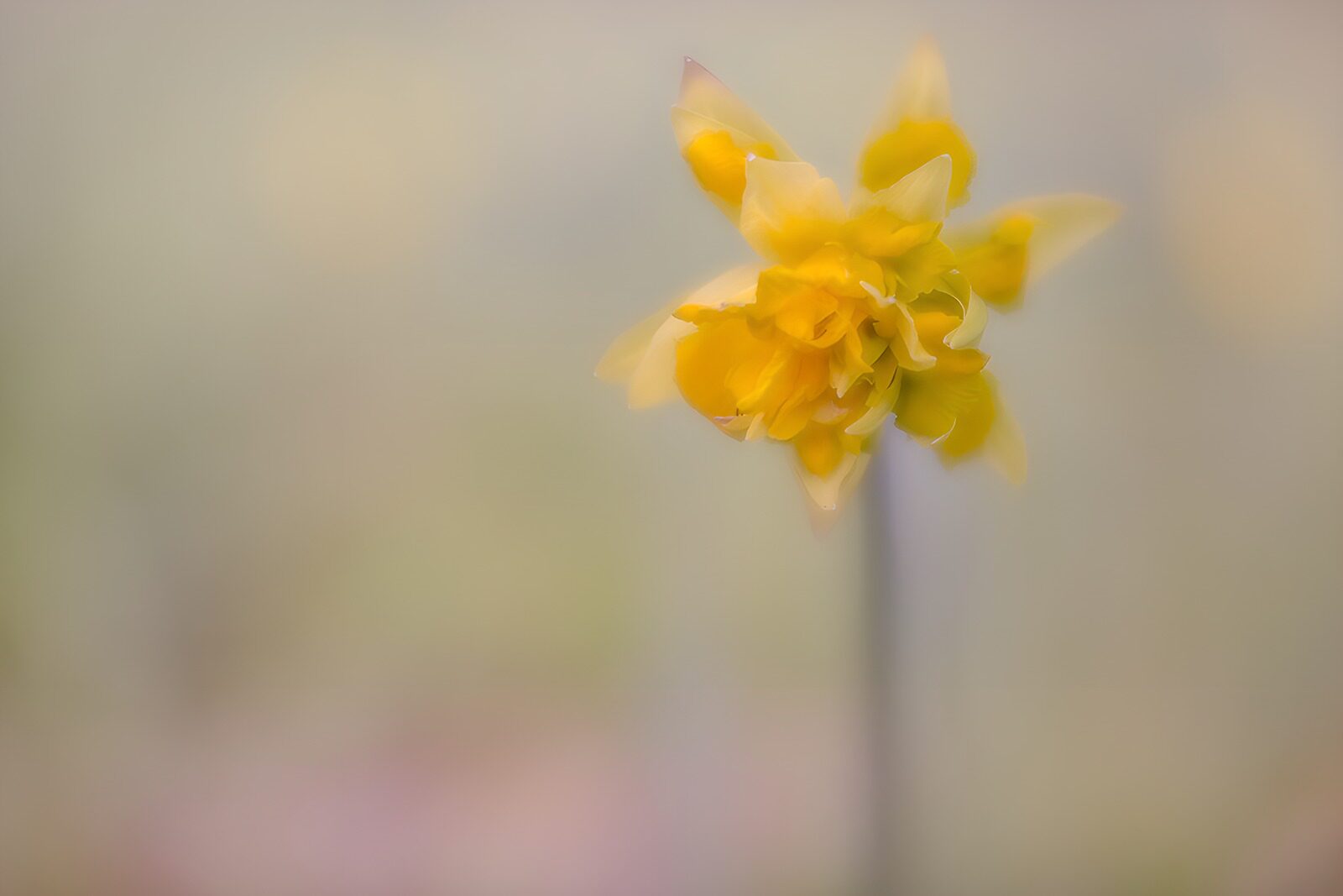 PDGIT7628705: Narciso giallo su sfondo pastello