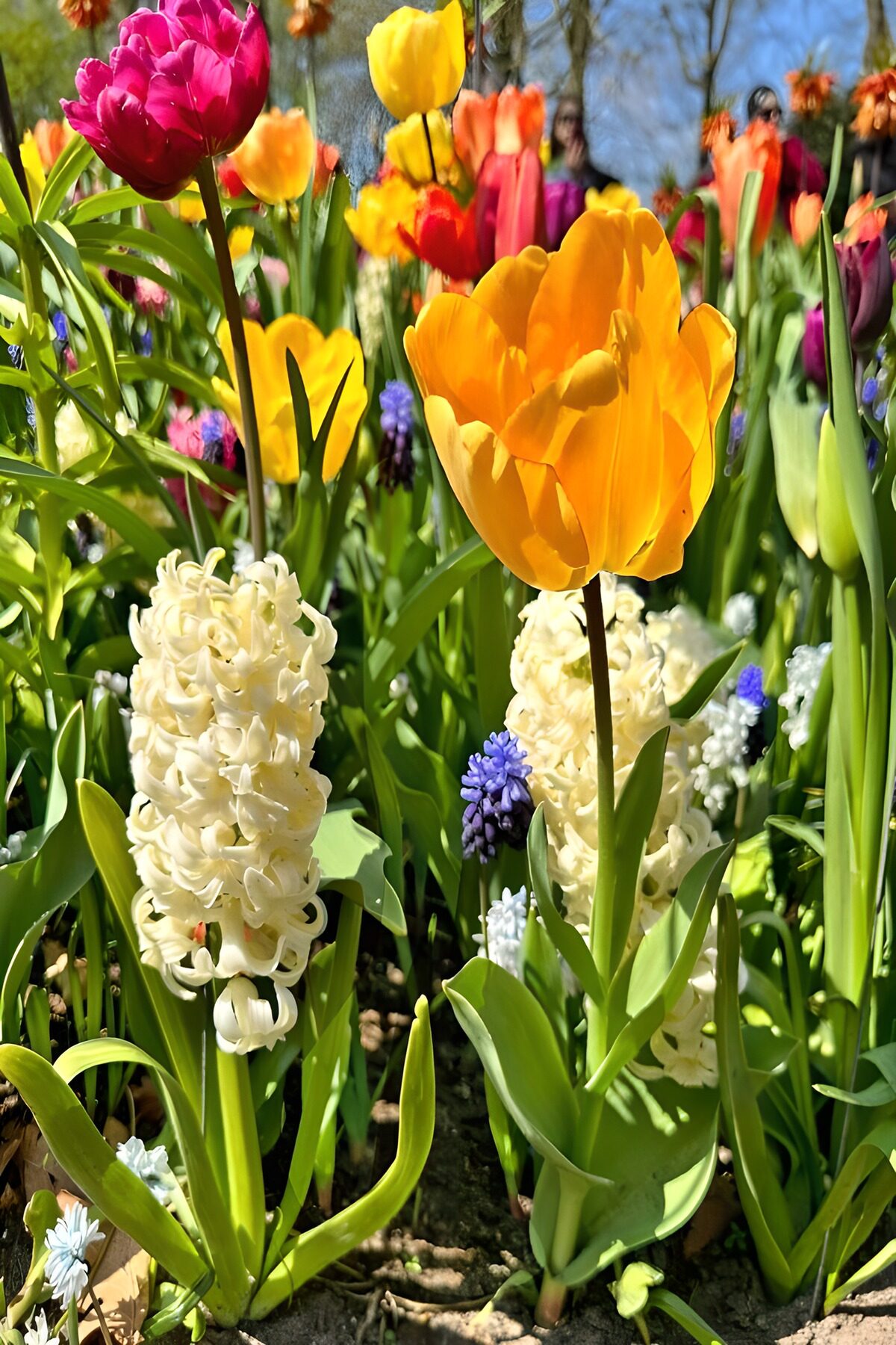PDGIT9213103: Tulipano giallo e giacinti al sole
