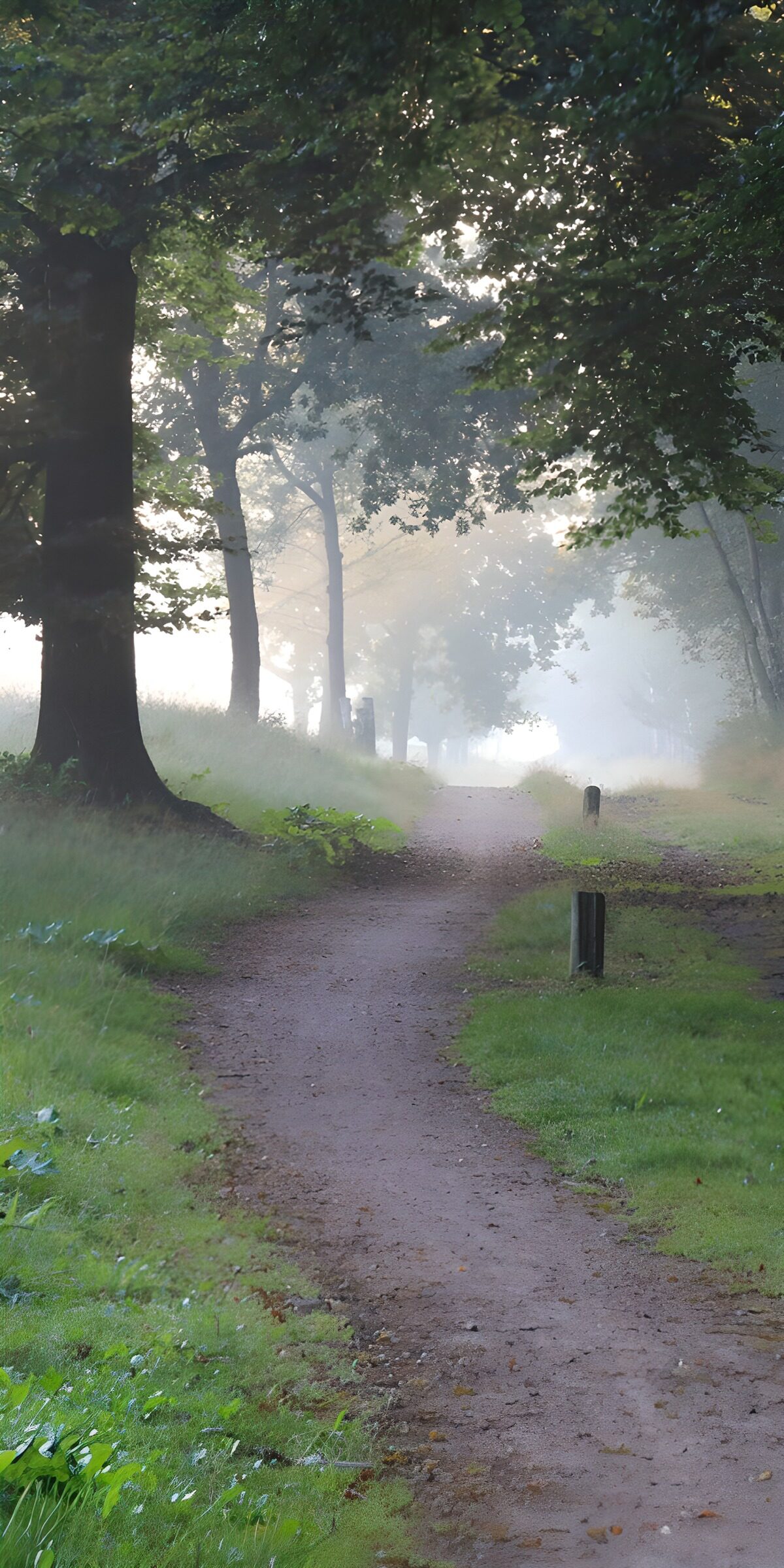 PDGIT8570244: Sentiero nel bosco tra luce e nebbia