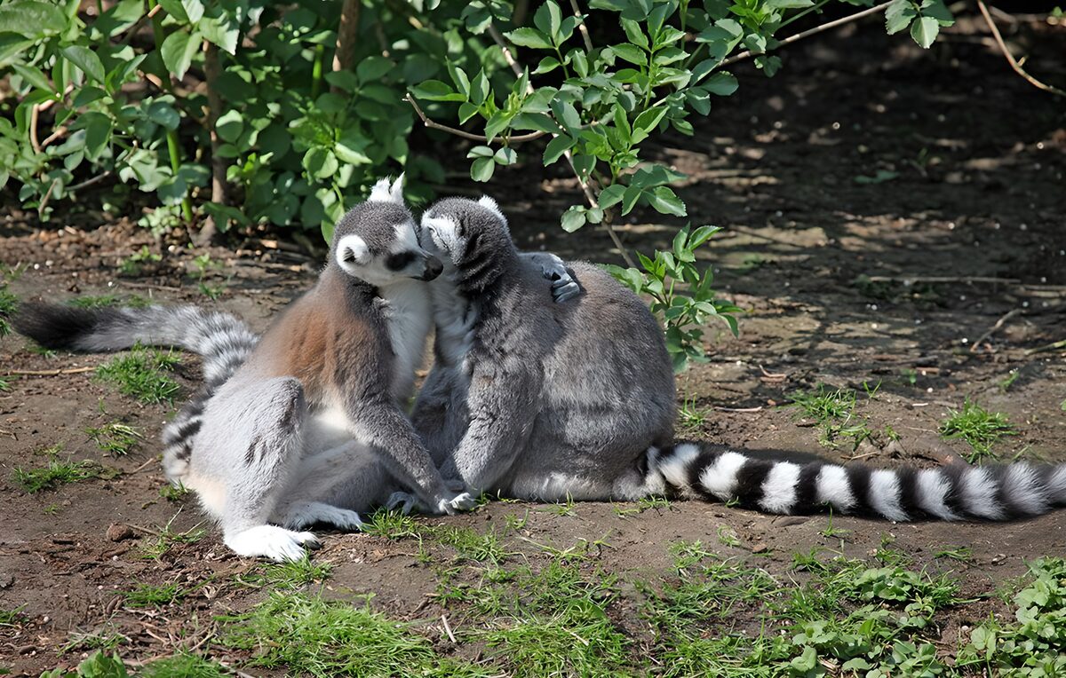 PDGIT3246567: Due lemuri in un tenero abbraccio