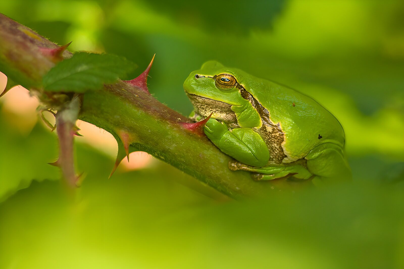 PDGIT7452850: Raganella verde in sosta sul ramo spinoso