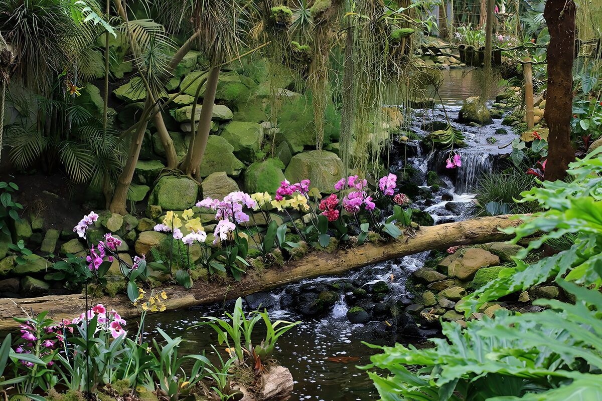 PDGIT9719652: Orchidee e cascata nel verde tropicale
