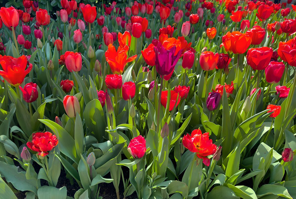 PDGIT8003518: Tulipani multicolori al sole