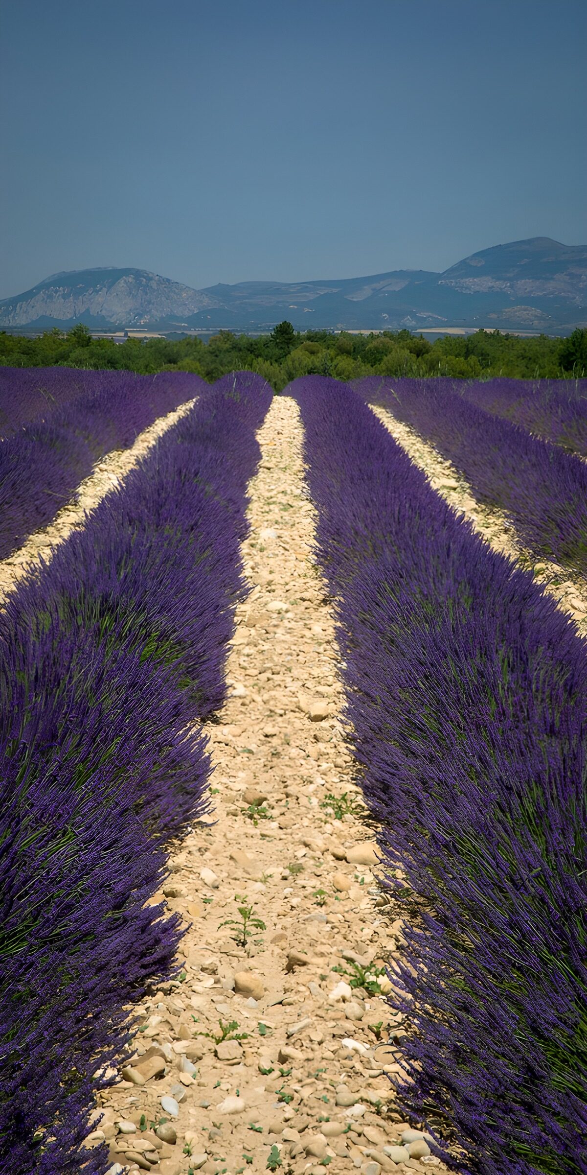 PDGIT5900391: Tra lavanda e monti, l’estate si allunga