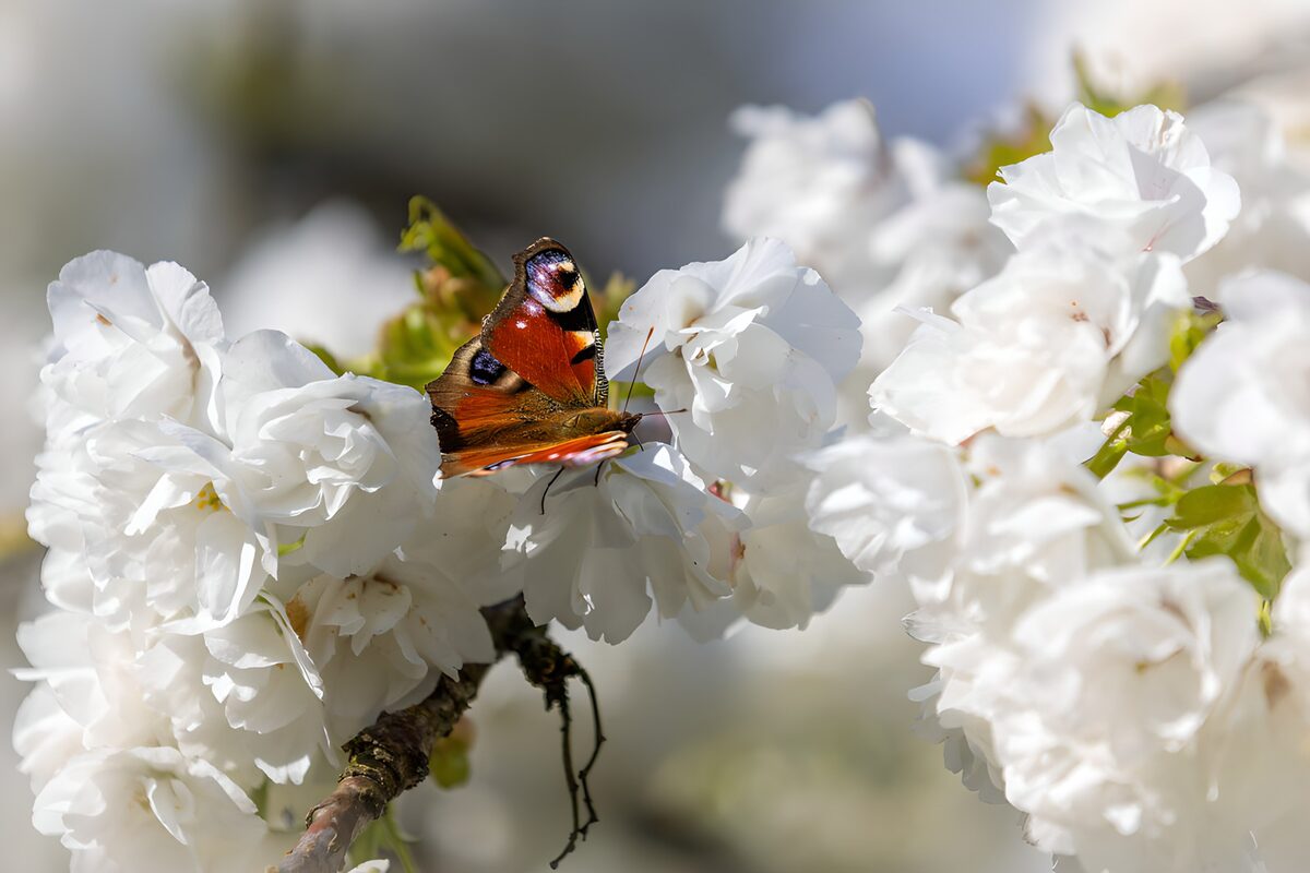PDGIT8183706: Vanessa io sui fiori bianchi al sole