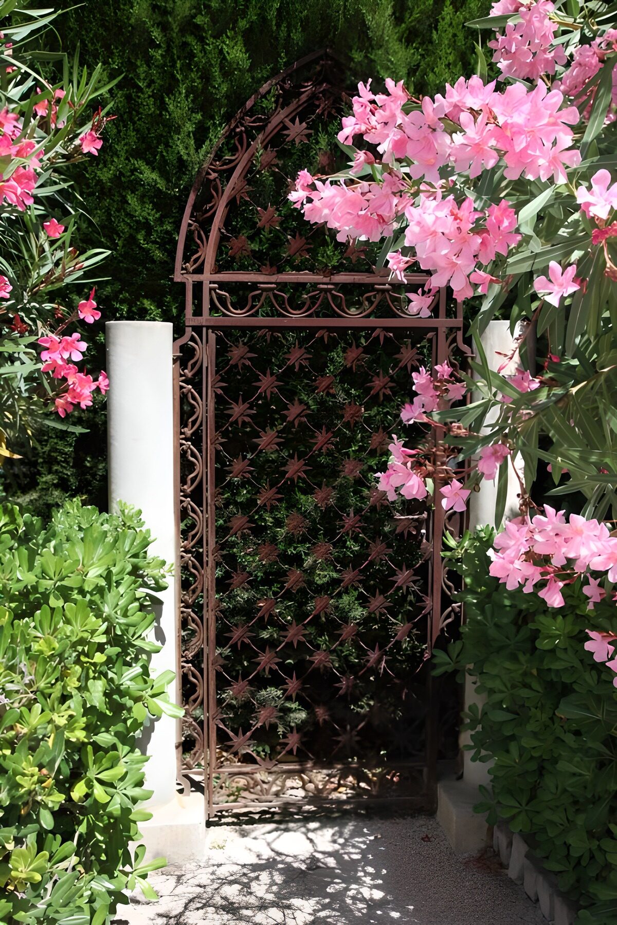 Cancello in ferro tra cascate di fiori rosa