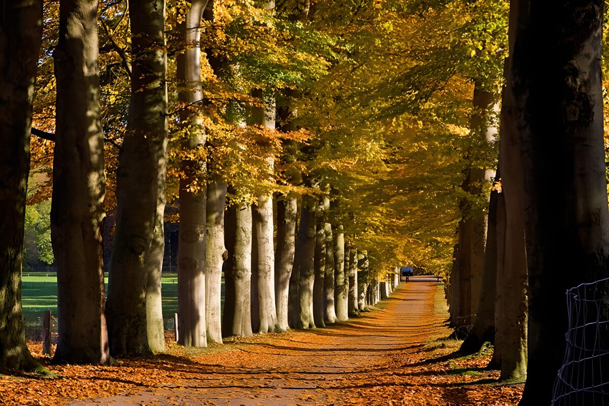 Viale alberato nei colori d'autunno
