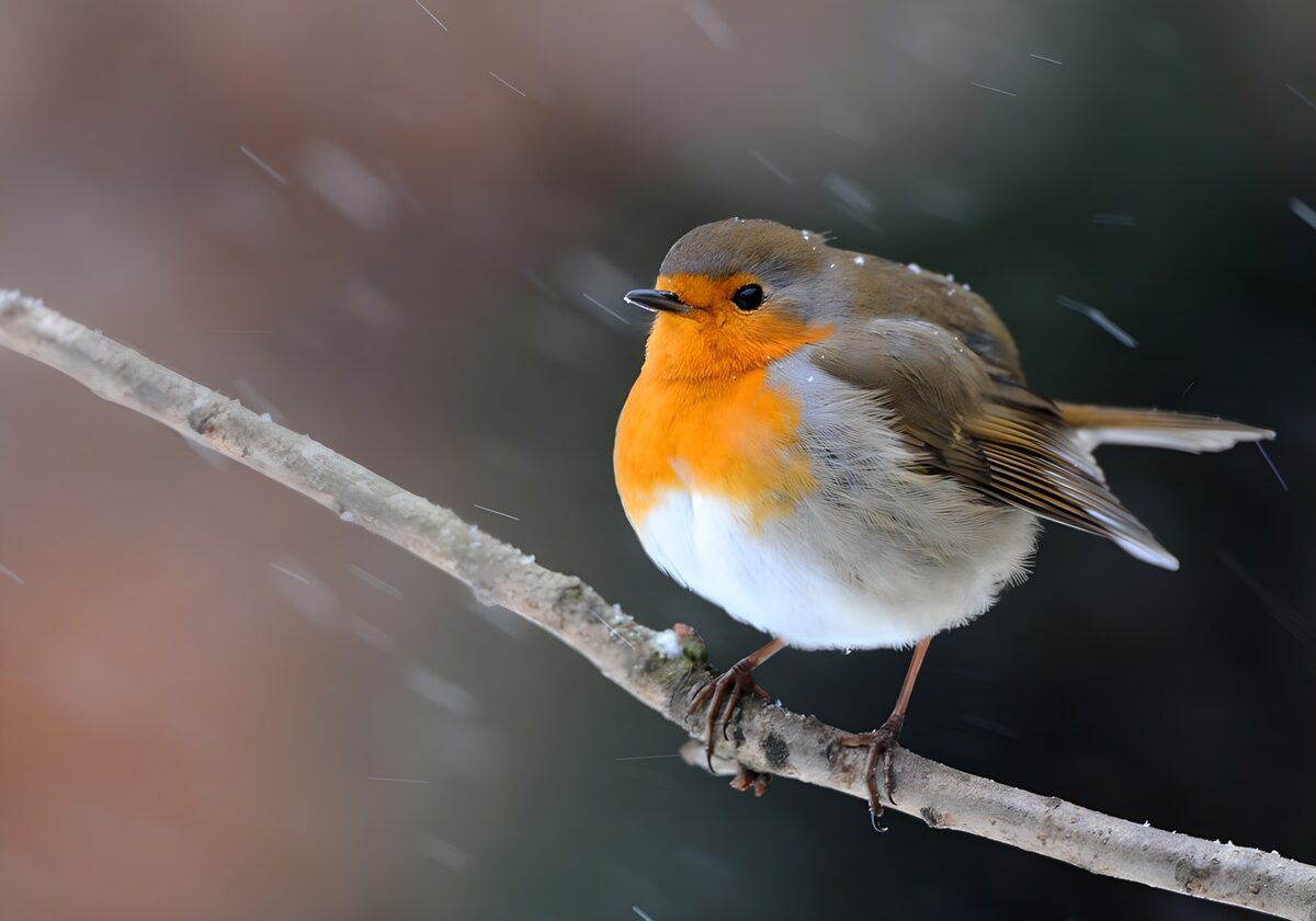 Pettirosso su un ramo innevato
