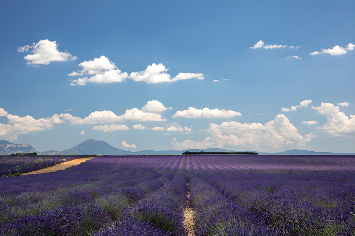 Lavanda a perdita d’orizzonte