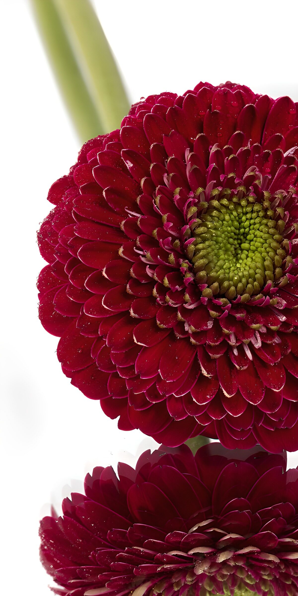 PDGIT6187140: Gerbera rosso scuro, contrasti decisi