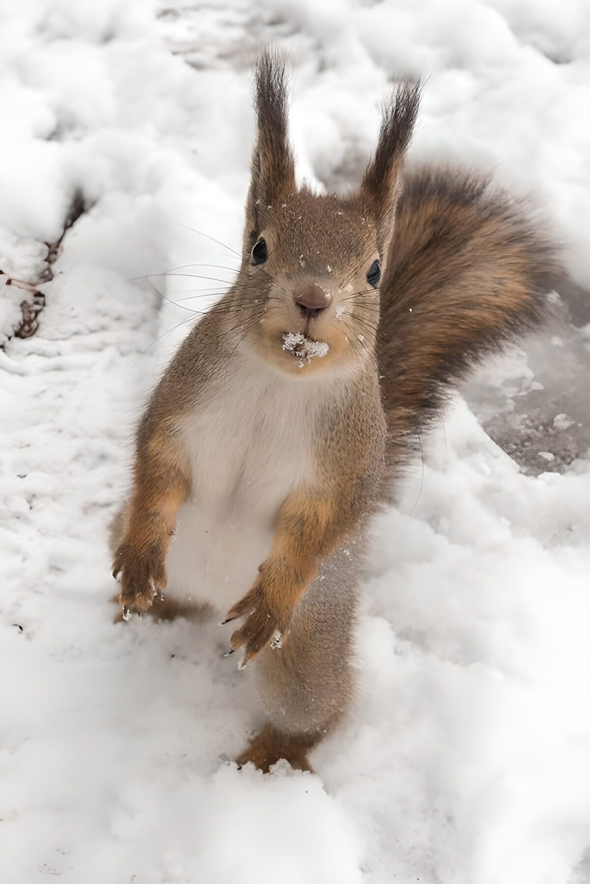 Scoiattolo rosso in piedi nella neve