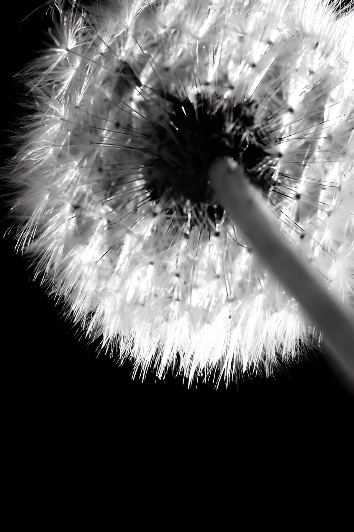 Soffione in bianco e nero
