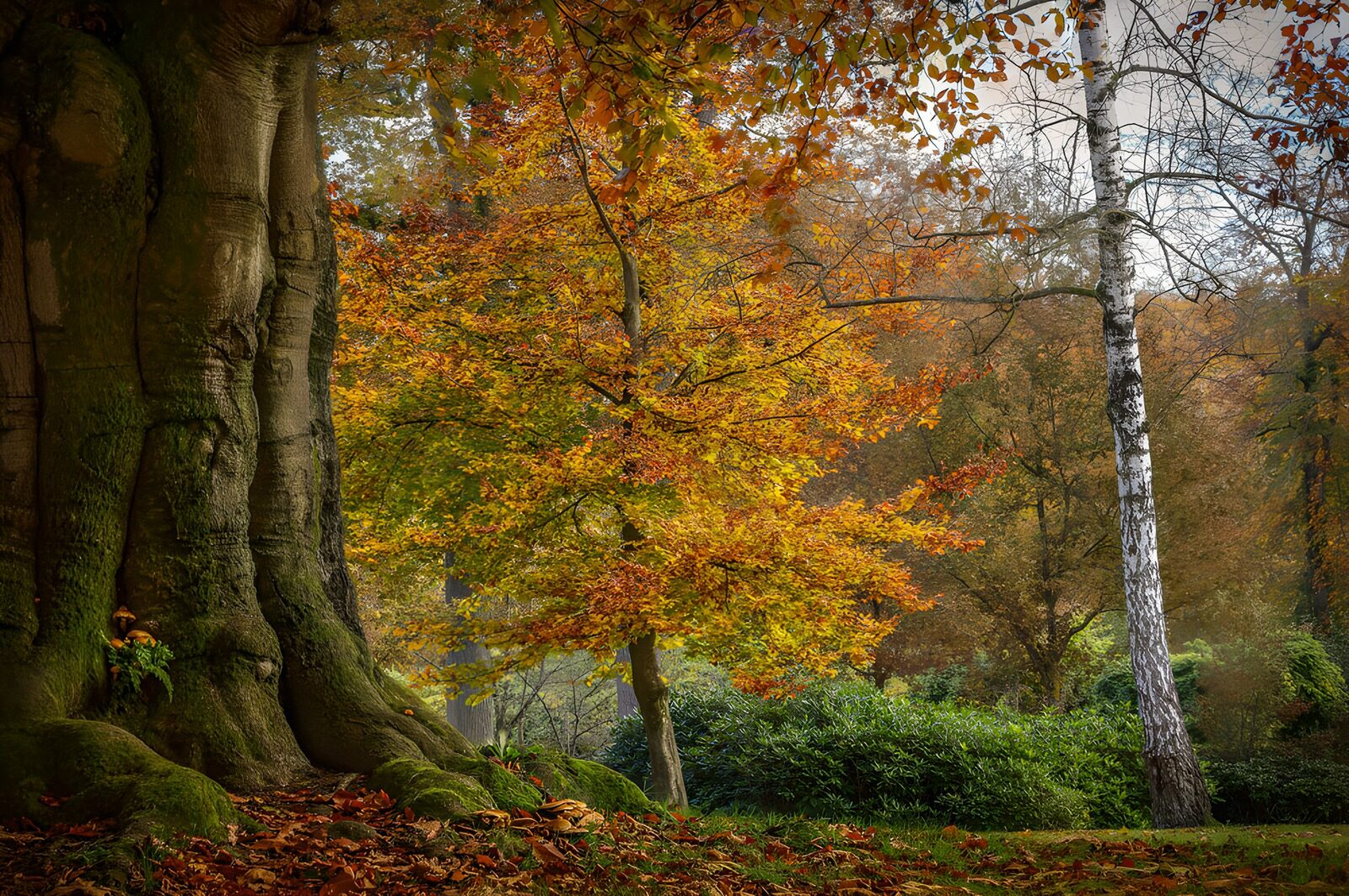 PDGIT7229455: Vecchio albero e foglie d’autunno
