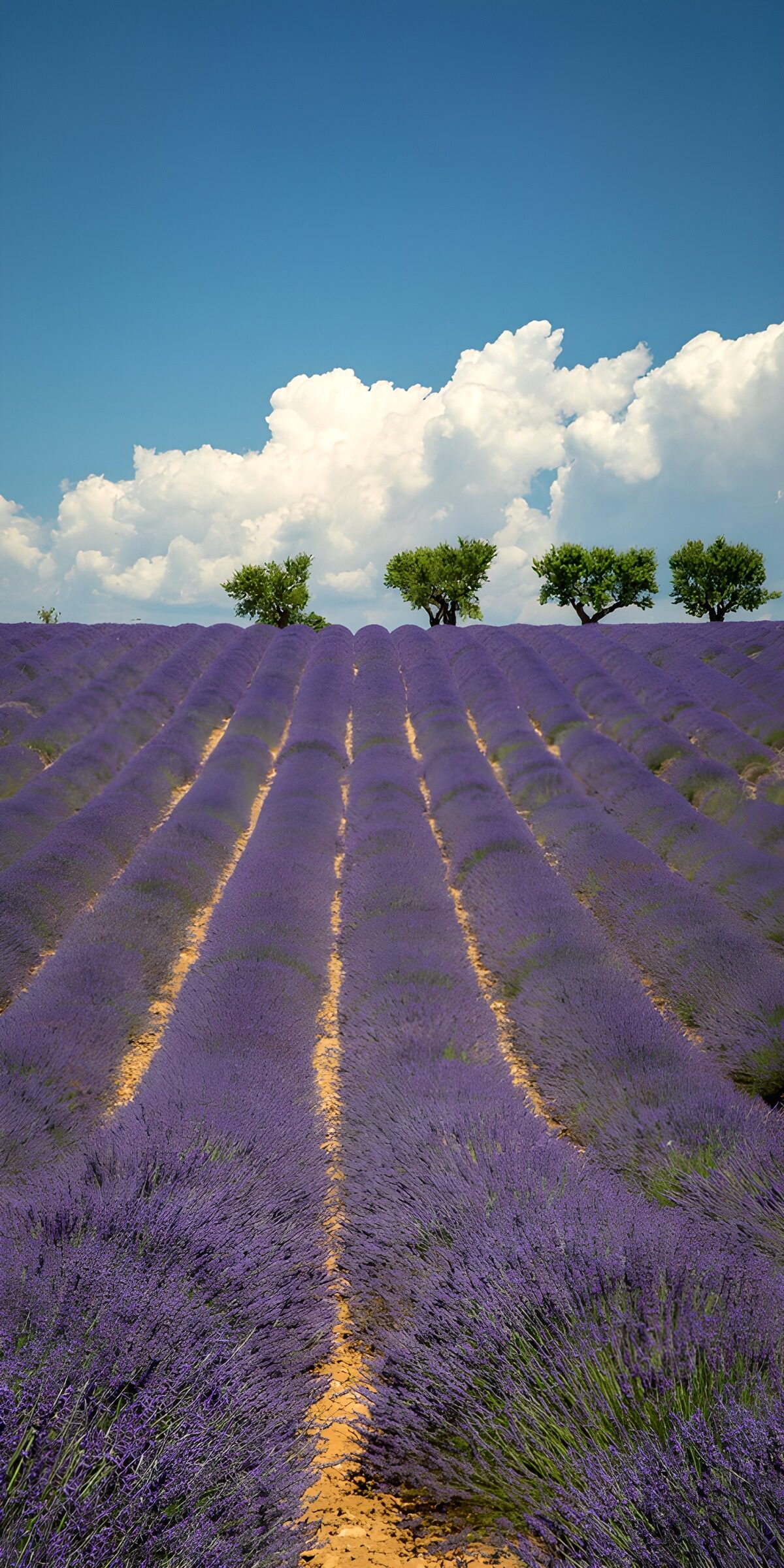 PDGIT9754937: In campagna, tra lavanda e cielo azzurro