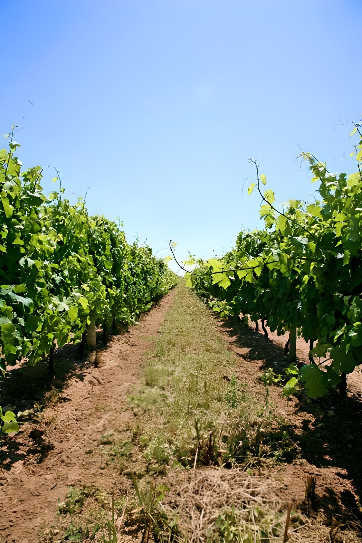 PDGIT1499120: Filari di vite al sole d’estate