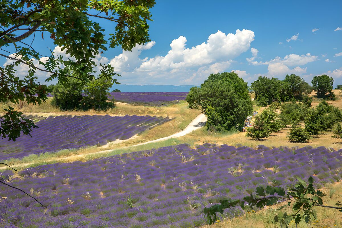 PDGIT7598219: Onde di lavanda e colline azzurre