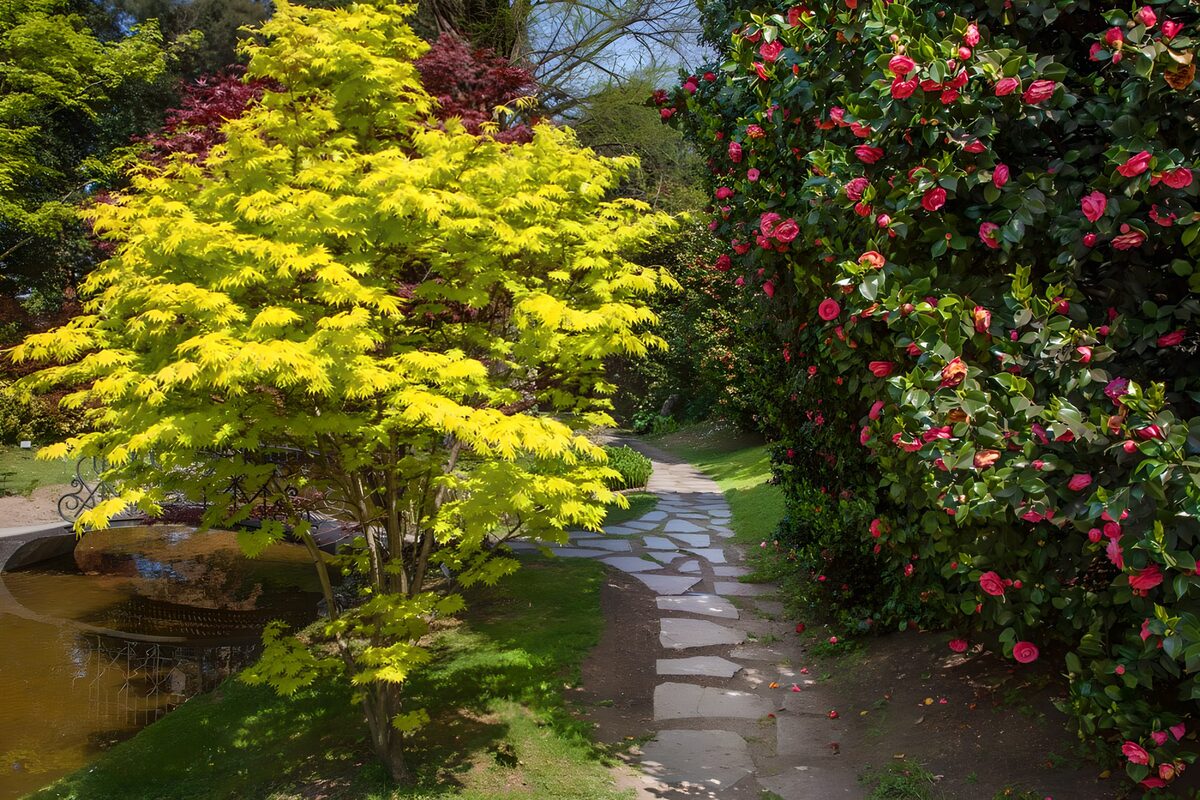 Sentiero in pietra tra acero e fiori