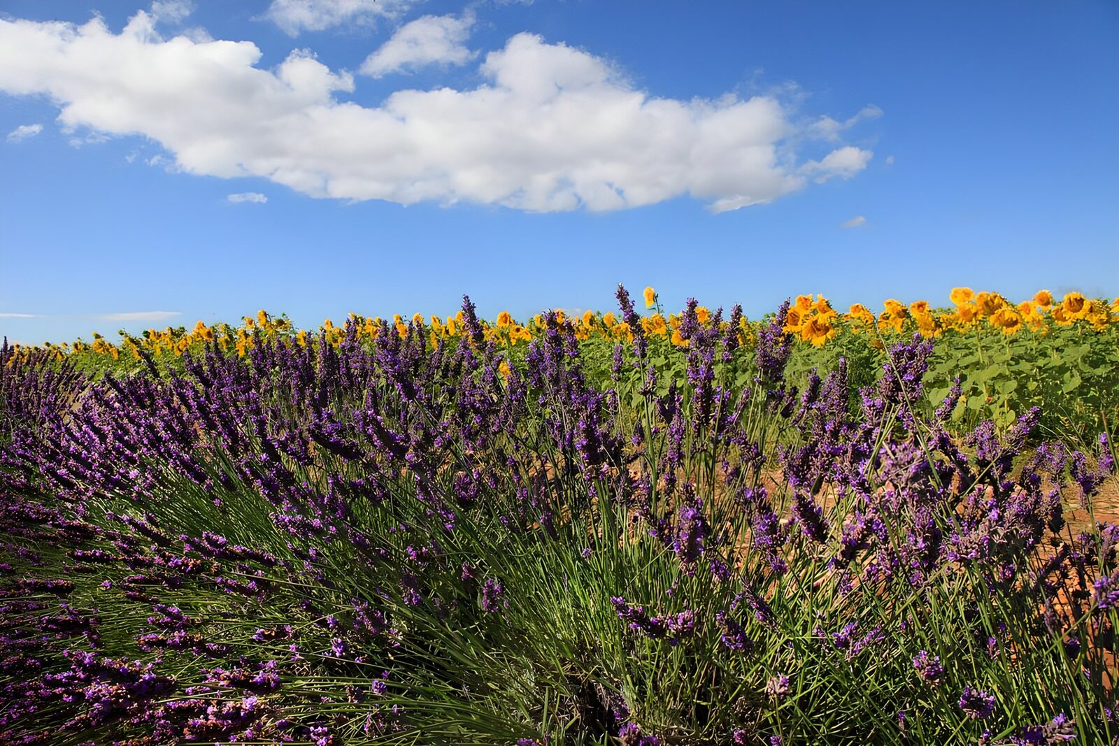 PDGIT3736005: Lavanda e girasoli sotto il cielo estivo