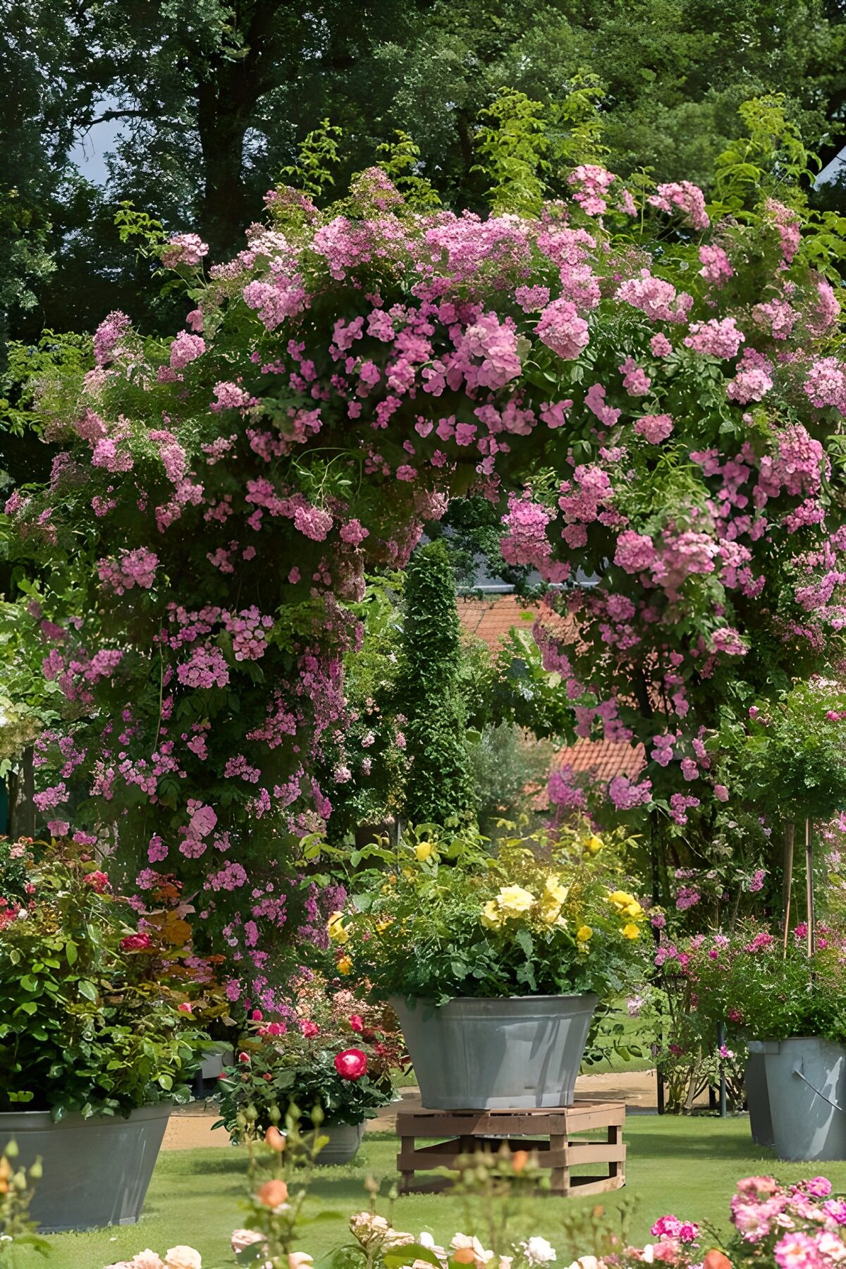 PDGIT3165691: Arco di rose rosa e vasi in fiore