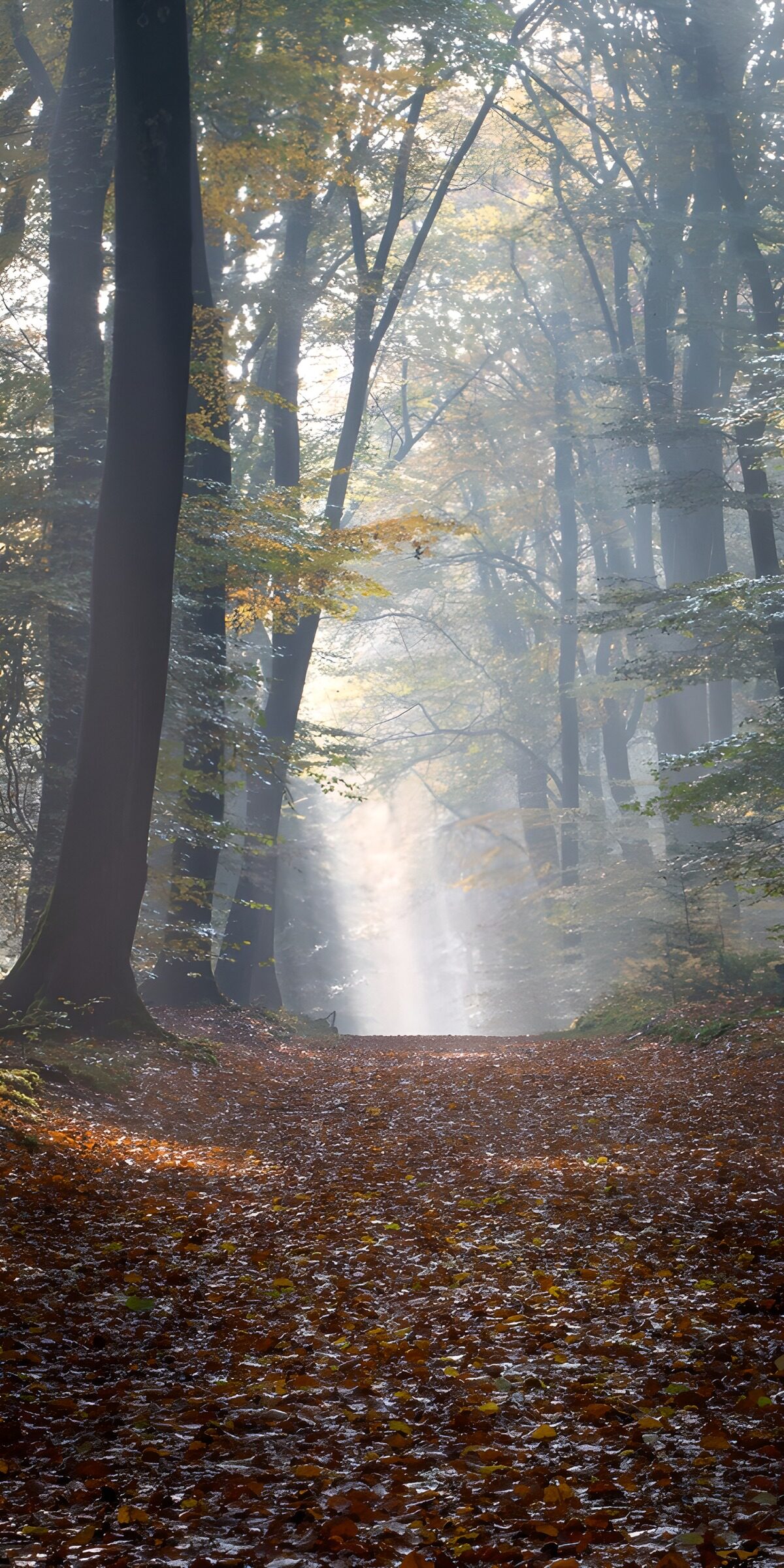 PDGIT9749531: Sentiero d’autunno nella foschia