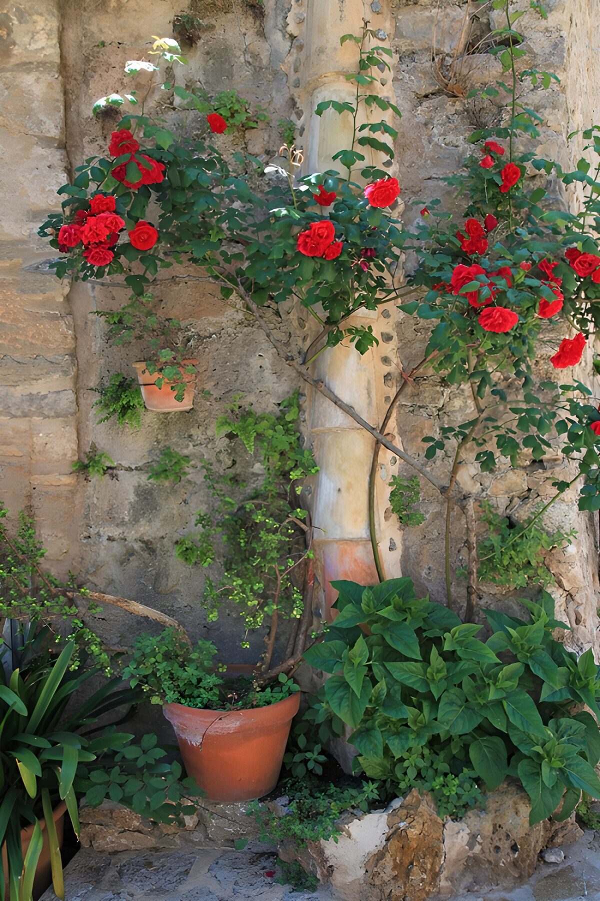 PDGIT7353139: Rose rosse in vaso accanto al muro rustico