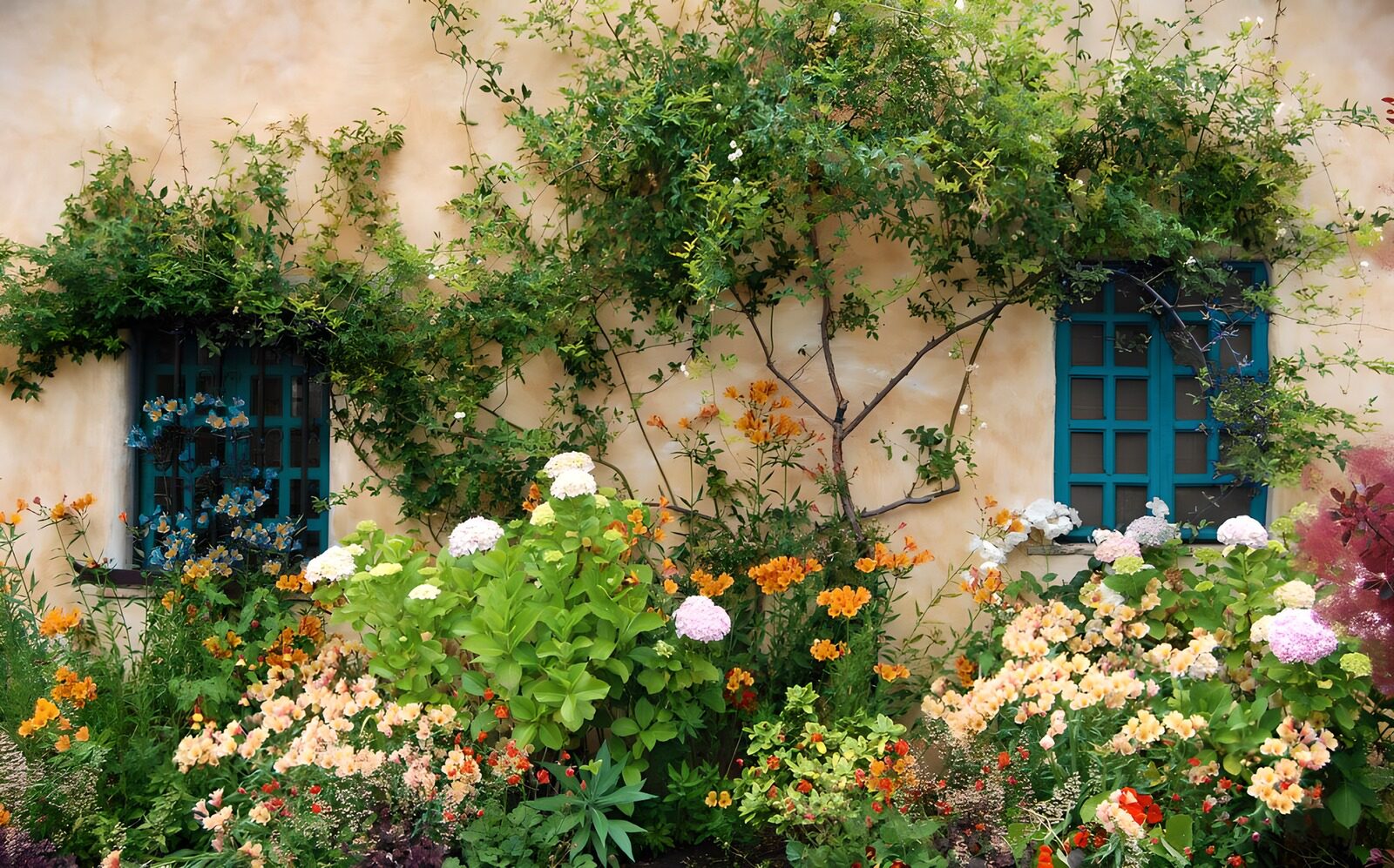 PDGIT2253744: Ortensie e fiori sotto le finestre blu