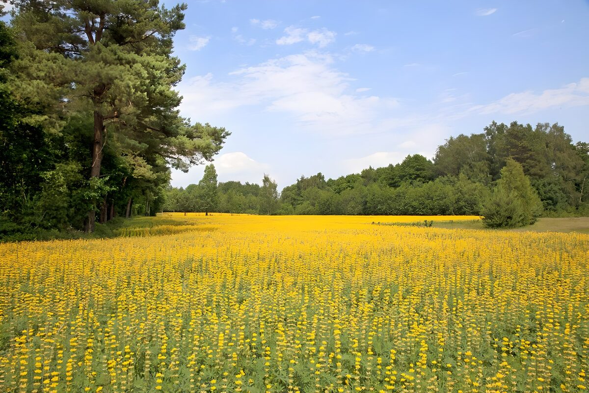 Prato di fiori gialli nella luce estiva