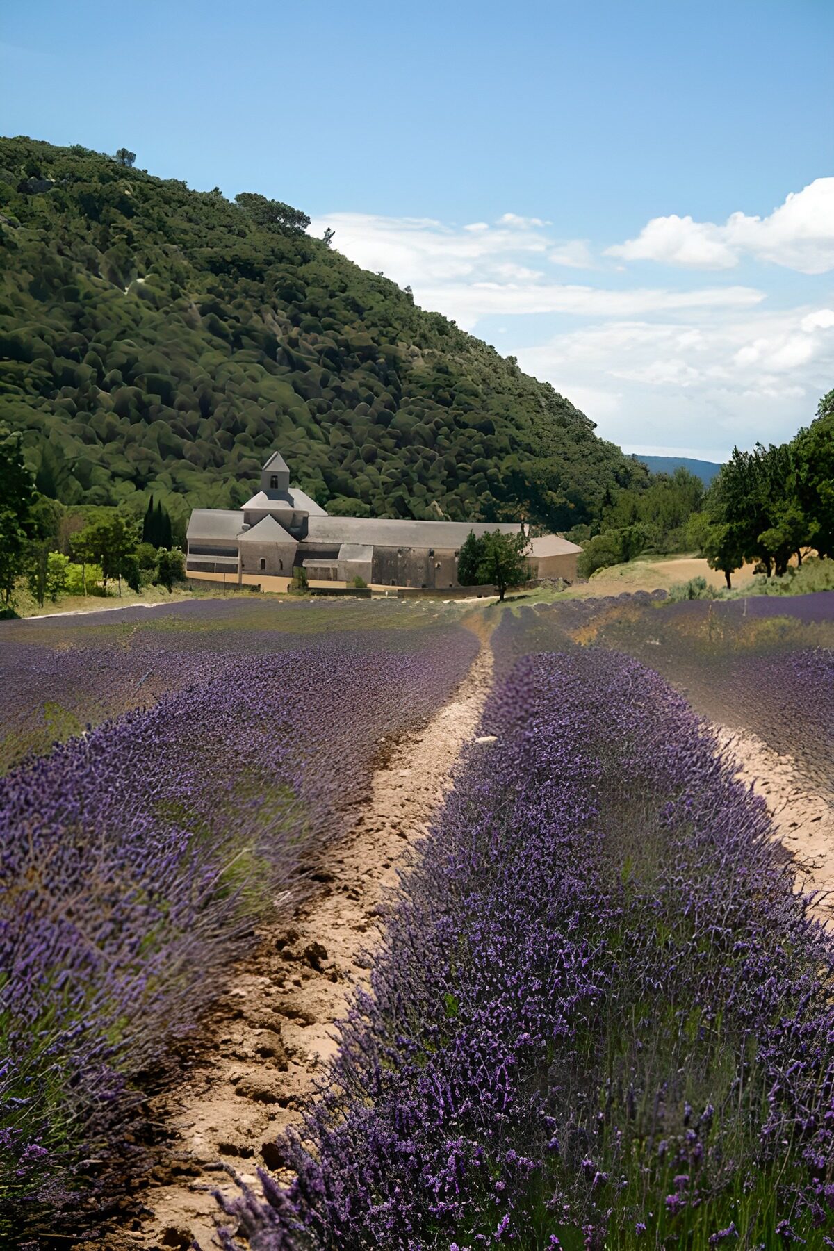 PDGIT9759011: Filari di lavanda e casa in pietra