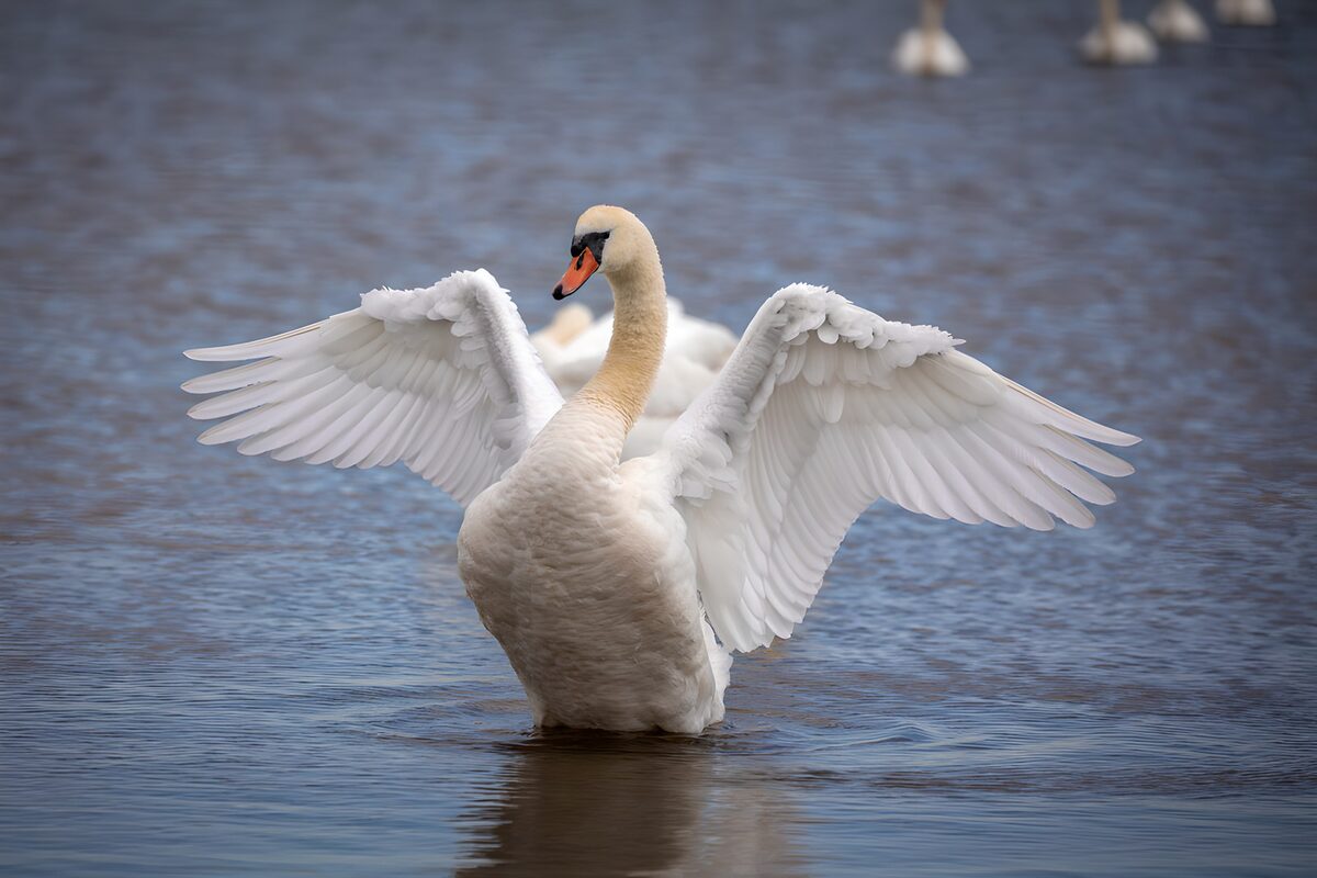 PDGIT2000529: Cigno, un ventaglio di luce sull’acqua