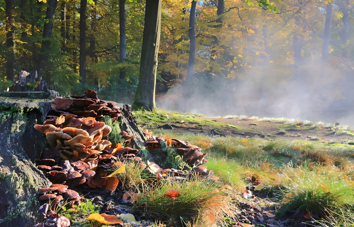 Funghi sul ceppo nella nebbia d'autunno