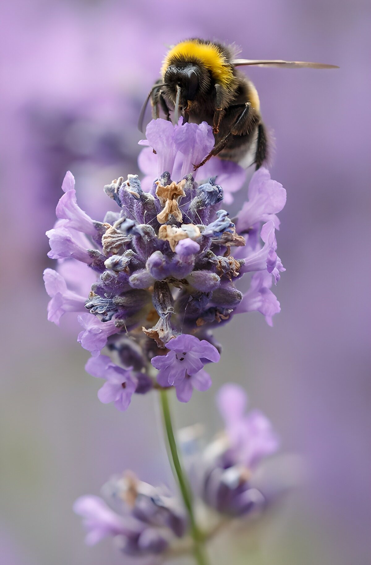 PDGIT8353519: Bombo su un fiore di lavanda