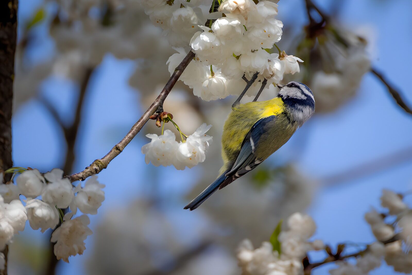 PDGIT9536869: Cinciarella tra i fiori bianchi