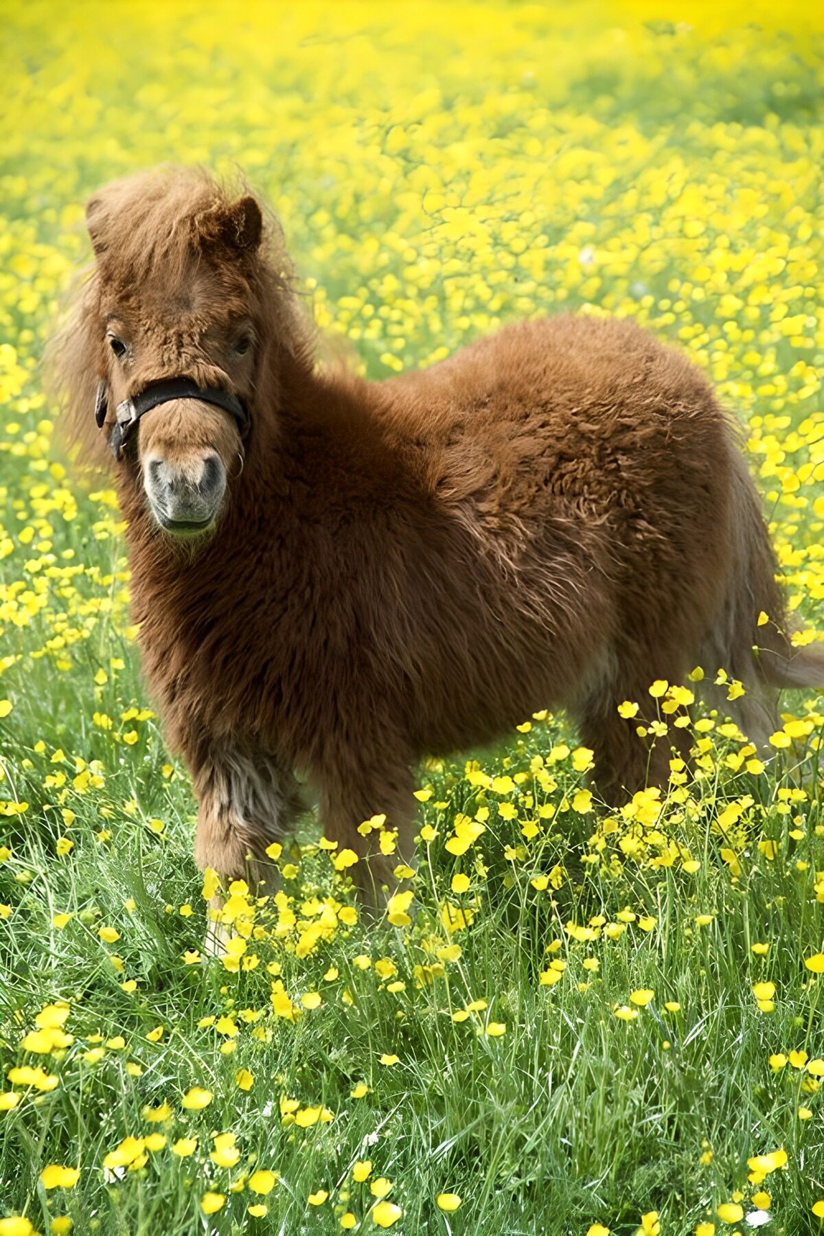 PDGIT1537801: Un pony tra pennellate di sole e fiori