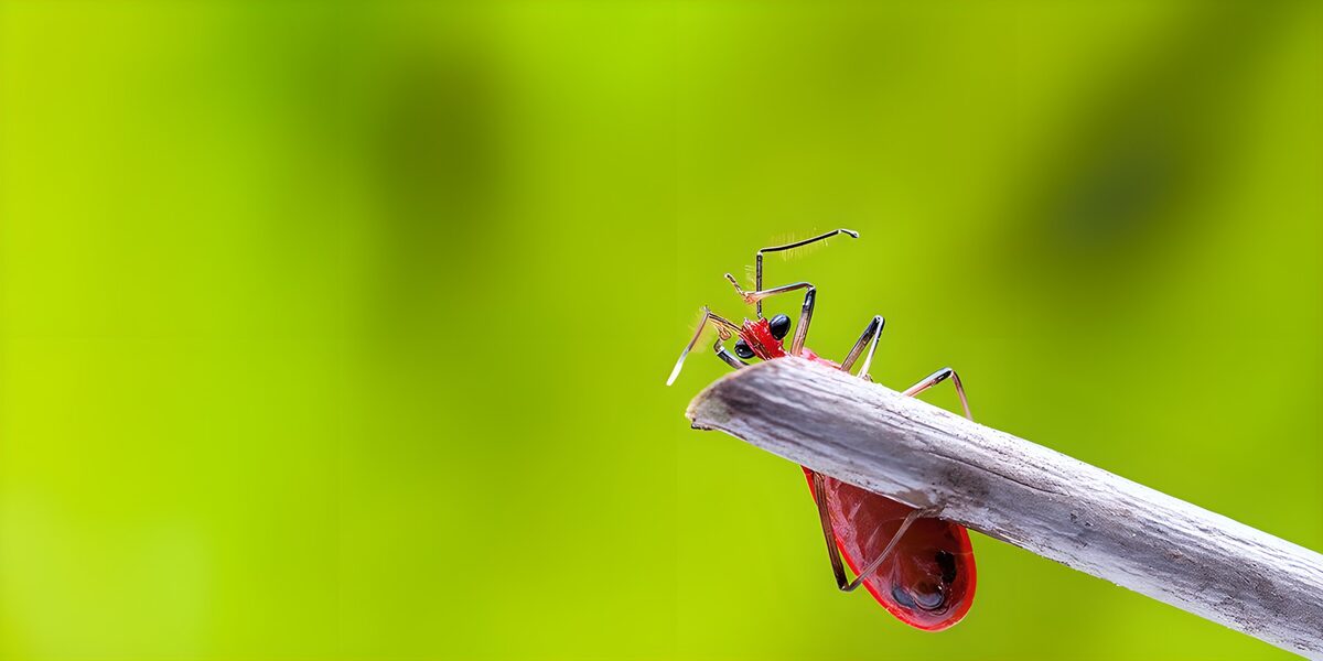 Insetto rosso su un rametto chiaro